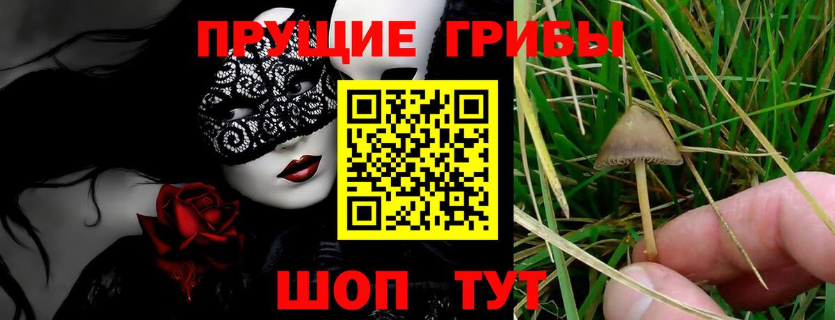 Псилоцибиновые грибы мицелий Ефремов